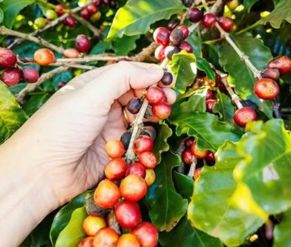 Manejo na reta final da safra é decisivo para garantir uniformidade na maturação e qualidade do café